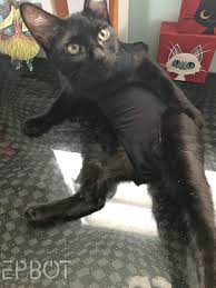 A fun image sharing community. Epbot New Improved Diy Cat Onesie Skip The Cone Make This Out Of An Old T Shirt Instead