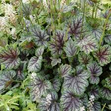 Image result for heuchera americana
