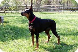 Aristotle and edison from transformers: Greensboro Nc Doberman Pinscher Meet Halle B A Dog For Adoption Doberman Pinscher Doberman Pinscher