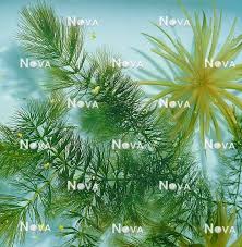 Image result for Ceratophyllum submersum