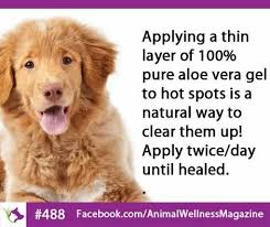 Pin On Dogs Everything Love Them All