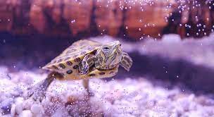 Do Turtles Have Gills How Turtles Breathe Underwater Turtleowner Com