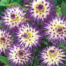Your cactus dahlias stock images are ready. Bright Cactus Dahlia Veritable K Van Bourgondien