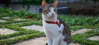 And if you think you do need a. Gps Pet Tracker In Indiatractive