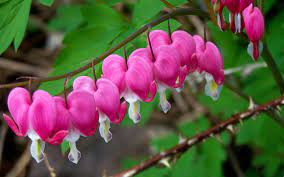 Bleeding Hearts So Beautiful Bleeding Heart Deer Proof Plants Lily Of The Valley Flowers