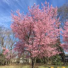 Trees can also get blight, canker and powdery mildew. Prunus Okame Flowering Cherry Servescape