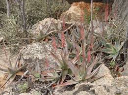 Image result for Aloe bukobana