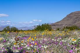 We did not find results for: Super Bloom Part 1 Anza Borrego Wildflowers Defy Expectations But We Are Impressed Anyway Coastside Slacking