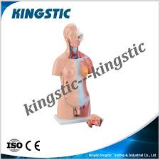 See more ideas about anatomy drawing, female torso, anatomy reference. Retail Store Fixtures Equipment 45cm Female Torso Anatomical Model Can Be Split Into 15 Pieces Mannequins