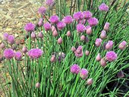 Perfectly timed applications to keep your lawn lush and healthy. Plants Wheeler Historic Farm Salt Lake City Utah Picture Of Wheeler Historic Farm Salt Lake City Tripadvisor