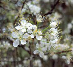 Early spring white flowering trees identification. Top 5 Early Spring Flowering Trees Perfect Plants Nursery