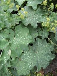 Image result for Alchemilla ellenbeckii