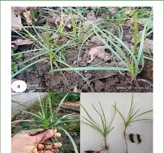 Image result for Cyperus rotundus