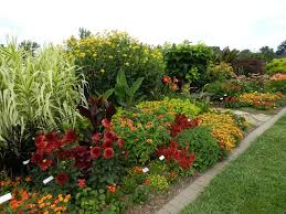 Maybe you would like to learn more about one of these? Hot Colors In The Border At University Of Illinois Gorgeous Gardens Colorful Garden Garden