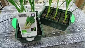 Tui's leek growing guide will show you how to prepare for plaiting, when and how to plant and tips on how to nourish and protect your leek plant. Growing Leeks Allotment Garden Diary