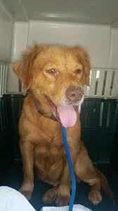 Adopt Rose On Petfinder Adoption Labrador Retriever Pets