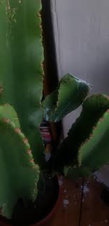 Are you looking for the best cactus gift ideas? I Performed Surgery On My Cactus Because A Part Of It Was Dying And Now White Stuff Is Leaking Everywhere Is This Normal What Do I Do Houseplants