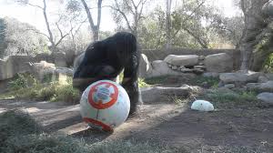 Gorillas Playing With Star Wars Droid Santa Barbara Zoo Santa Barbara Zoo Star Wars Droids Zoo