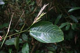 Image result for Marantochloa