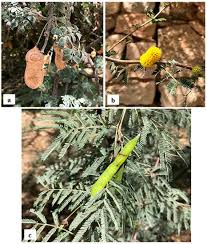 Image result for Mimosa mossambicensis