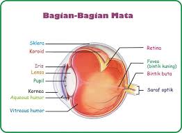 We did not find results for: Bagian Mata Dan Fungsinya Mata Bintang Home Course Facebook
