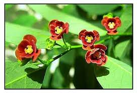 Image result for Phyllanthus macranthus