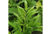 Image result for Coniogramme africana