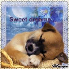 Gute nacht liebe bilder guten abend gute nacht lustige zitate und sprüche schönen tag witzige bilder sprüche hund und katze schlaf gut nacht grüße wochentage. Sweet Dreams Gute Nacht Susse Gute Nacht Grusse Niedlich Guten Morgen