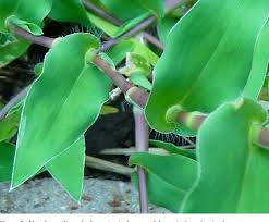 Image result for Arthraxon lancifolius