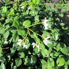 Image result for Trachelospermum