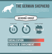 How To Train Your German Shepherd Tullys Training