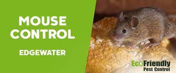 Pointe pest control has the experts you need to live a pest free life. Pest Control Edgewater