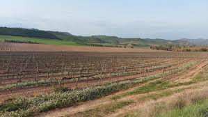 We did not find results for: Wikiloc Picture Of Finca Jaume Andreu 1 1