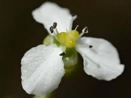 Image result for Caldesia