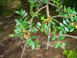 Image result for Commiphora caerulea