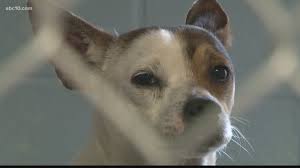 As spring and summer creeps into the bay area, shelters receive an influx of. Stockton Animal Shelter Looks To Keep Status Quo When Its Sf Spca Partnership Ends Abc10 Com