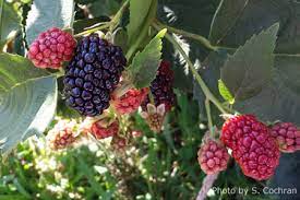 167 видео 3 548 просмотров обновлено 2 дня назад. Fruit Trees Small Fruits Nebraska Extension In Lancaster County