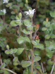 Image result for Crassula expansa