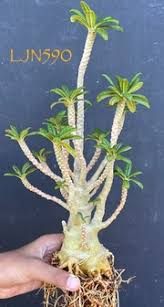 Image result for Pterodiscus angustifolius