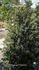 Check spelling or type a new query. Photo Of The Entire Plant Of Holly Ilex X Aquipernyi Dragon Lady Posted By Daylilyslp Garden Org