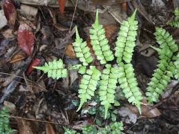 Image result for Lindsaeaceae