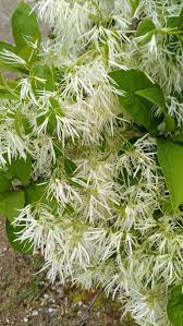 Image result for Chionanthus