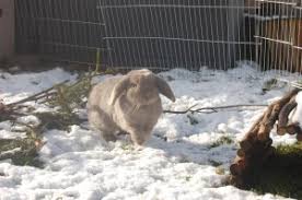 Ab Wann Durfen Kaninchen Raus Gesundheit Haltung