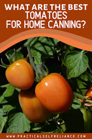 Dec 17, 2019 · roma tomatoes are larger than cherry and grape tomatoes but not large enough to be used for slicing. Best Tomatoes For Canning In 2020 Tomato Canning Canning Tomatoes