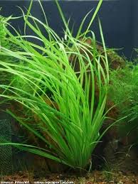 Image result for Mayaca baumii