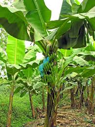 Free for commercial use no attribution required high quality images. How To Prune A Banana Tree Perfect Plants Nursery Perfect Plants Banana Tree Plants Nursery