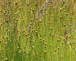 Image result for Xyridaceae