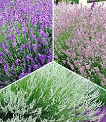 Lavendel Kollektion Lavendel Bei Baldur Garten