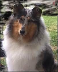 Are you trying to determine how much a puppy with breeding rights and papers would cost? Sonoma Ca 95476 Shetland Sheepdog Blue Merle Shetland Sheepdog Shetland Sheepdog Puppies