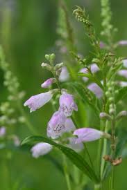 Image result for Physostegia